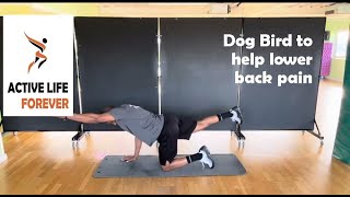 Dog Bird to help lower back pain [upl. by Nalorac]