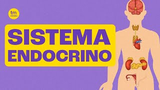 SISTEMA ENDOCRINO Descubre su Función y Partes [upl. by Aniles]