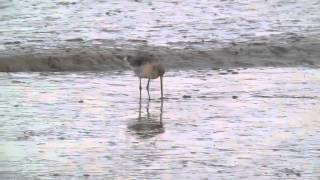 Blacktailed Godwit at RSPB Titchwell mp4 [upl. by Mellisa]