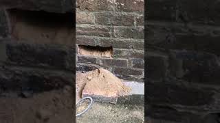 Damp walls remain after rising damp treatment [upl. by Marysa]