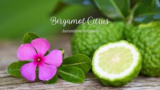 A Few Thoughts on Bergamot Essential Oil [upl. by Backer290]