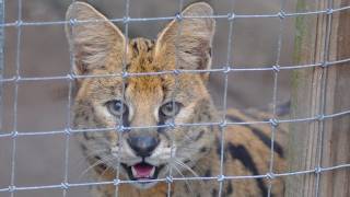 Exotic Cats Rescued from NC Cat Mill [upl. by Eiramoj386]