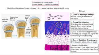 Osteogenesis Bone formation [upl. by Hnahc]