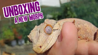 Unboxing A Rare Gargoyle Gecko Morph [upl. by Arbmahs]