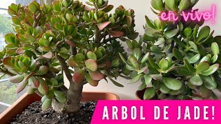 PROGRAMA 162 Todo lo que NECESITAS saber de la Crassula ovata  Árbol de Jade [upl. by Kneeland]