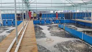 Vannamei 101 Super intensive indoor shrimp culture farms [upl. by Fredra]