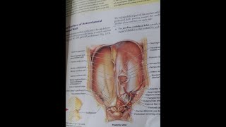 tube mbbsanatomy2 yearinternal surface of anterolateral abdominal wall [upl. by Ybocaj743]