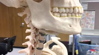 Skeletal Lab Supplement The Hyoid Bone [upl. by Aubrey128]