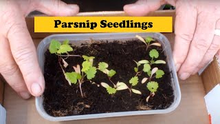 Grow Parsnips Start seeds indoors in Coir then transplant the seedling outdoors in a raised bed [upl. by Enidlareg452]