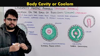 Understanding the Body Cavity Coelom In animals [upl. by Tyree]