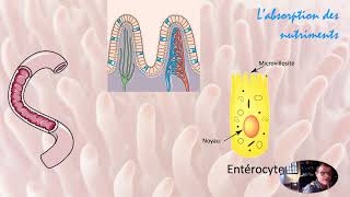 Labsorption des nutriments [upl. by Akerley]