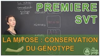 La mitose  conservation du génotype  SVT  1ère  Les Bons Profs [upl. by Lebasi]