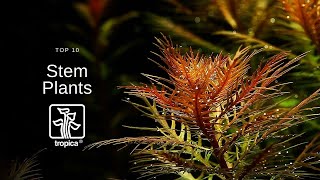 Top 10 Beautiful Aquarium Stem Plants [upl. by Suvart]