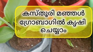 കസ്തൂരി മഞ്ഞൾ കൃഷി kasthuri manjal farming malayalam wild turmaric [upl. by Nyrrat]