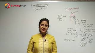 Corticospinal tractMotor TractDESCENDING TRACT [upl. by Aronael]