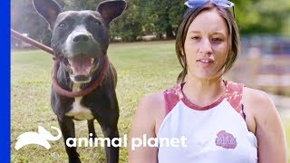 Playful Pup Semi Wants a Ride to a Forever Home  Pit Bulls amp Parolees [upl. by Noremmac977]