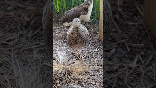 Coturnix Quail crowing quail quailfarming [upl. by Nuahc]