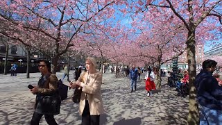 Finally Spring In Stockholm Sweden 🇸🇪 [upl. by Outlaw]