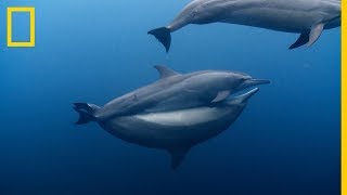 ¡DELFINES acróbatas ¿Como se APAREAN los DELFINES ¡Sorprendente  National Geographic en Español [upl. by Lime483]