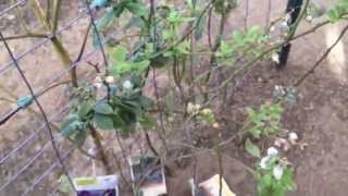 High Density Espalier Gardener Blueberries 031515 [upl. by Sella]