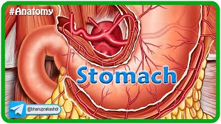 Anatomy of Stomach Animation Blood supply Venous drainage Nerve supply  Histology amp Development [upl. by Zirtaeb24]