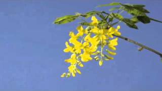 Laburnum Vossii timelapse [upl. by Yelrac717]