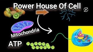 Mitochondria  The Power house of cell [upl. by Eycal]