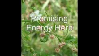 Healing Herb Scoparia dulcis in Pankaj Oudhias Medicinal Plant Database Part1 [upl. by Jocelyn]