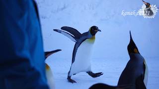 旭山動物園 キングペンギン55番中身はまだ子供でした。 [upl. by Rudolfo]