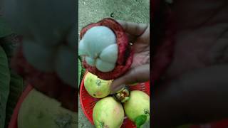 Mangosteen fruit මැංගුස් mangosteen fruit tree shorts asmr [upl. by Samau]