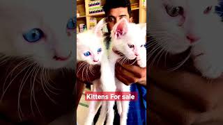 kitten for sale [upl. by Jona]