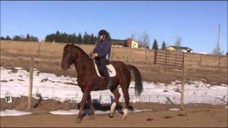 How to Teach a Horse Piaffe Part 4 Practicing Halfsteps in preparation for Piaffe [upl. by Huda]