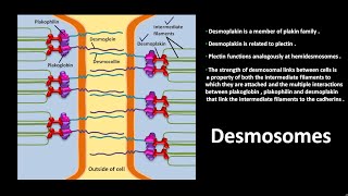 Desmosomes [upl. by Neisa]