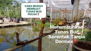 CARA MENUMBUHKAN TUNAS BUD TANPA DORMEX⁉️100 BERHASIL [upl. by Weiler]