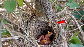 Asian babbler baby folding their necks when mother took food BirdPlusAnimals [upl. by Wolbrom18]