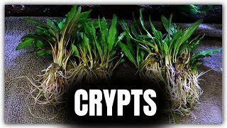 CRYPTS AND ANUBIAS  Planting 75g Aquarium [upl. by Nilak]