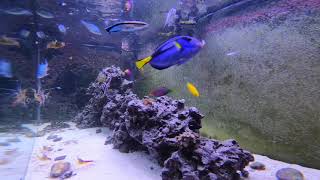 Relaxing Saltwater Reef Aquarium Alastrea Post Water Change Feeding [upl. by Hcirteid]