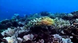 THE CUTTLEFISH Kings of Camouflage documentary english Part 1 [upl. by Aiykan27]