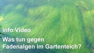 Fadenalgen im Gartenteich  Was tun um Fadenalgen zu bekämpfen  VideoInfo lesen [upl. by Kosse]