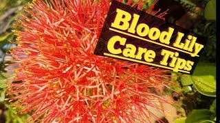 Growing and caring of fireballfootbalsunball or blood LILY [upl. by Einohpets205]