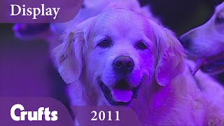 Southern Golden Retriever Display Team performs at Crufts 2011  Crufts Dog Show [upl. by Cannell137]