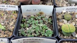 Planted Some More Lithops And Ebay Scams [upl. by Arekat128]