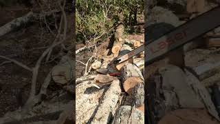 Holzfforma g466 cleaning up some downed trees homestead firewood chainsaw stihl clone reels [upl. by Zebada476]