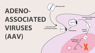 1 Adeno Associated Virus AAV  An Introduction [upl. by Loma]