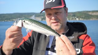 Makrellfiske med sluk og jigg  Fisketips med Daiwa [upl. by Berns]