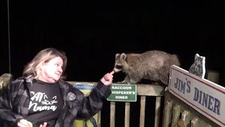 Security Camera Captures Raccoon Stealing Cats Food From Deck [upl. by Other]