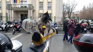 Perros Motauros en Zamora [upl. by Eteragram]