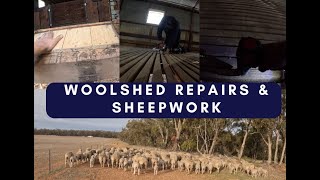 Woolshed Repairs amp Sheep Work [upl. by Aleakim]