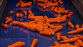 Carrot Optical Sorting Line at Poskitts Carrots from Tong Engineering [upl. by Laniger690]