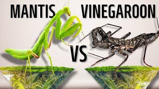 Revenge Unleashed Mantis vs Vinegaroon [upl. by Linson]